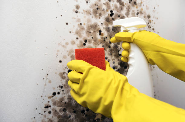 Best Attic Mold Removal  in Pasadena Hills, MO